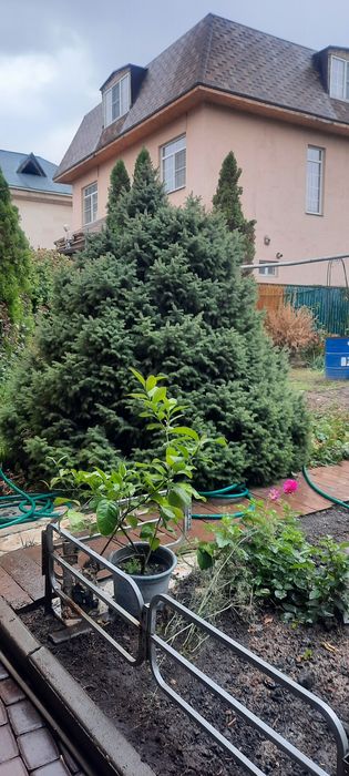 Рассада Клубники Купчиха   Малина.