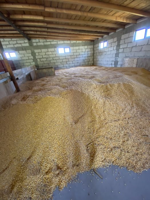 porumb productie proprie