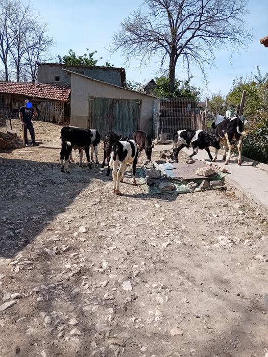Taurasi si vitele de vanzare