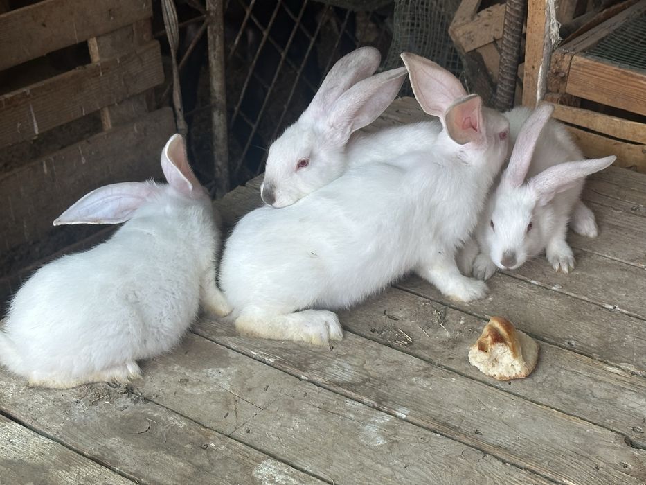 Kaliforniya +hikol quyon bolalari sotiladi