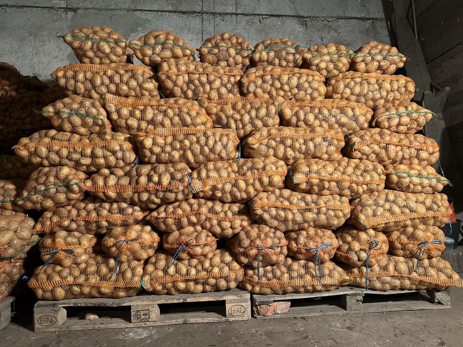 Cartofi de consum si samanta