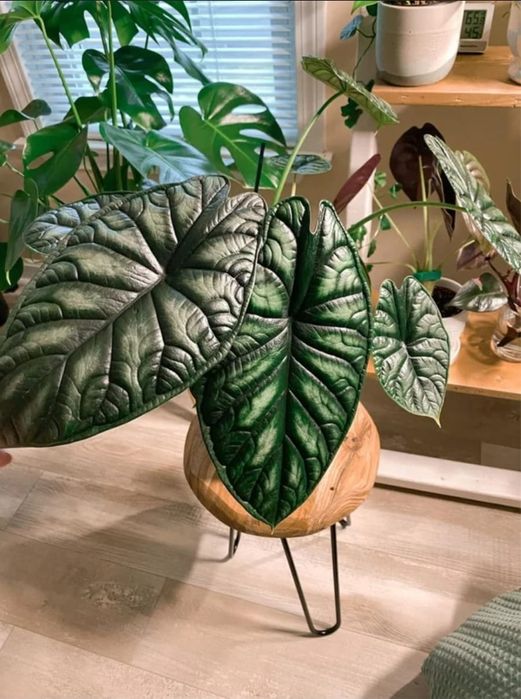 Продам комнатные цветы