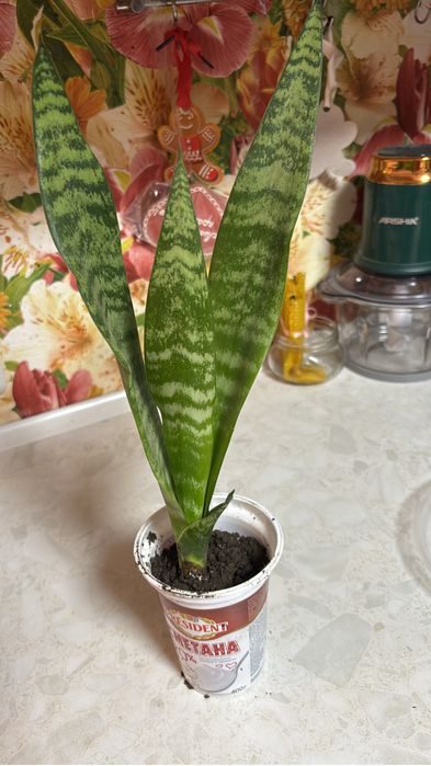 Хлорофитумы и другие цветы