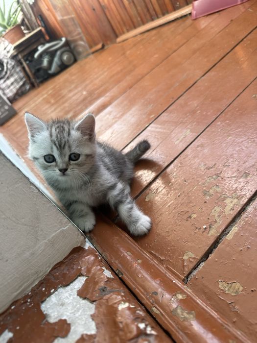 Котята Шотландской породы