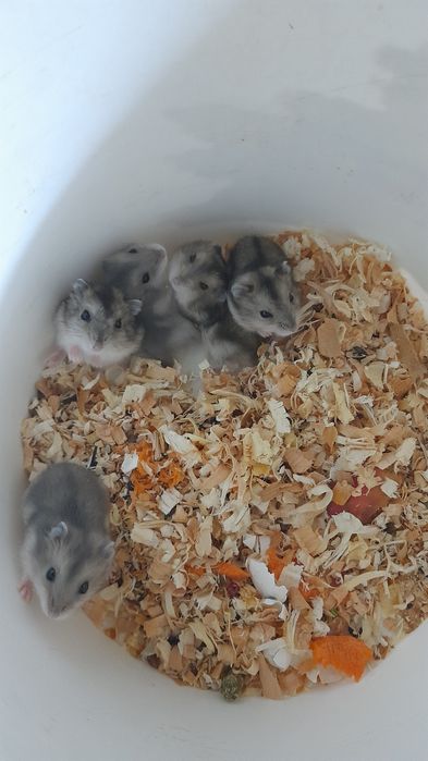 Джунгарского хомячка