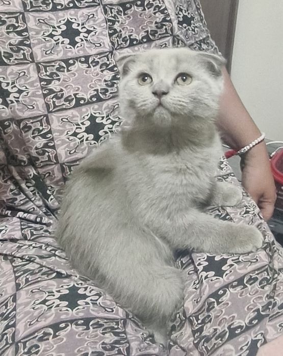 Шотландские лиловые котята