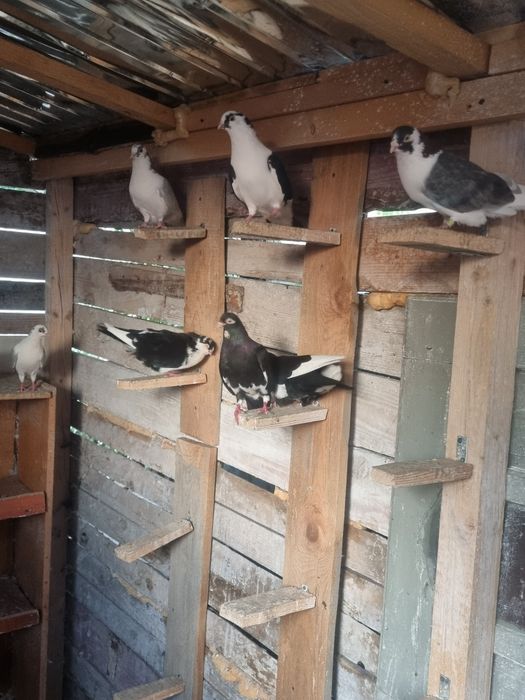 Porumbei gălățeni de joc la proba
