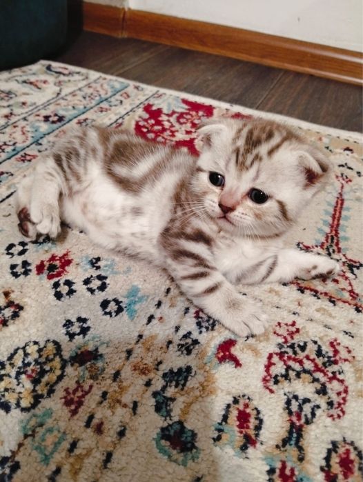 Бранировка котят