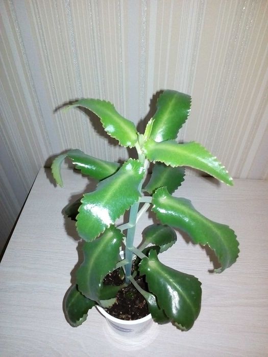 Продам цветок каланхоэ