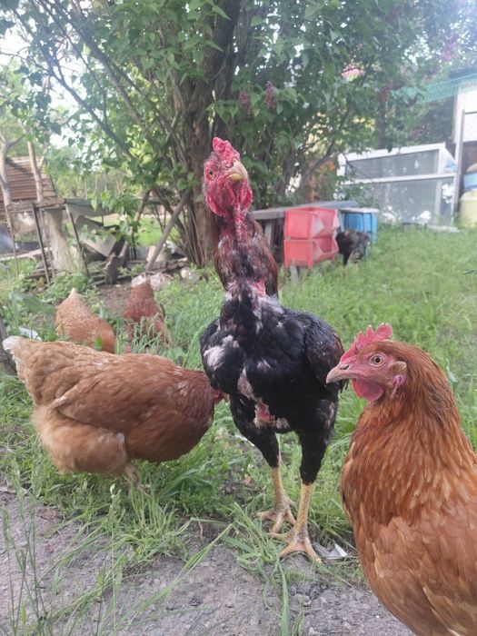 Продам петуха дакана дерзкий