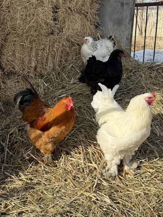 Продам петухов брамы