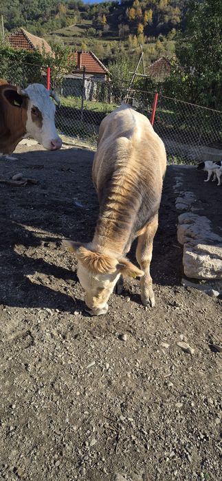 Vând vitel in vârstă de 8 luni