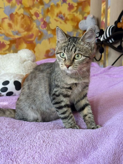 Котенок в добрые руки