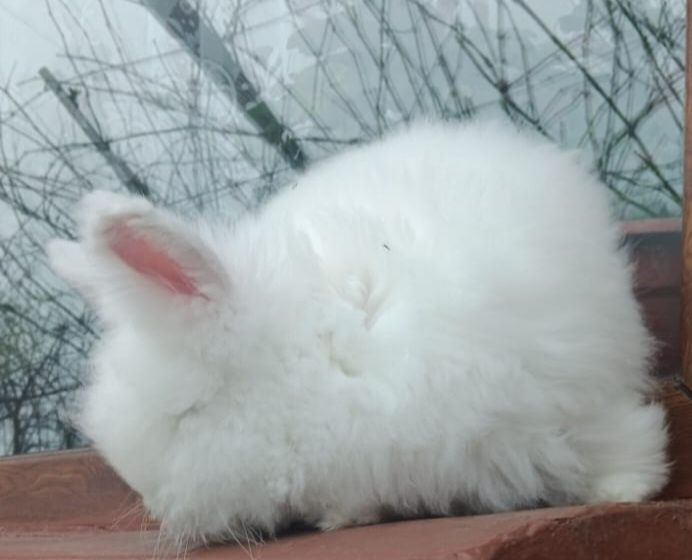 Iepuri angora pui