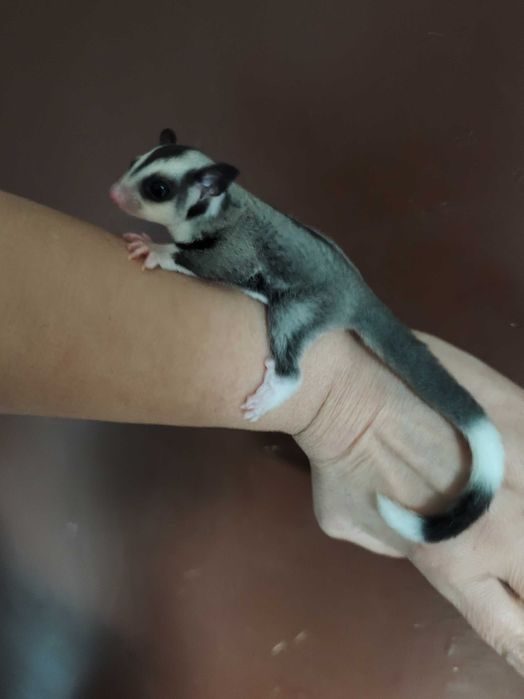 Захарна летяща катеричка