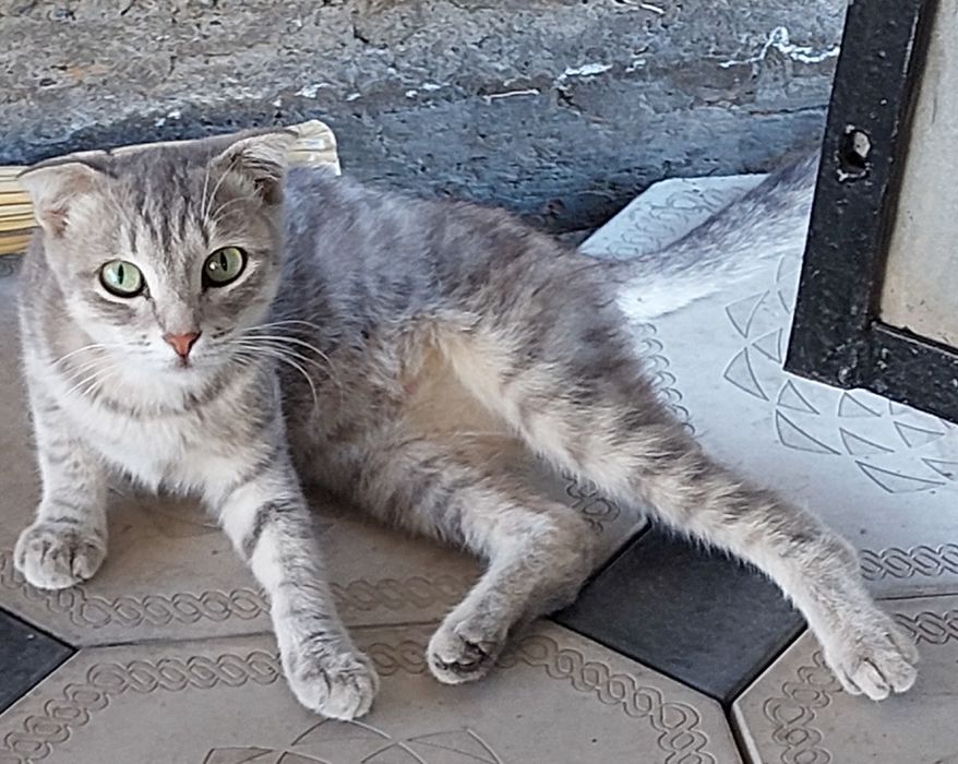 Отдам вислоухую кошку бесплатно