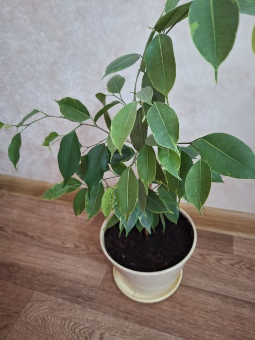 Фикус бенджамина