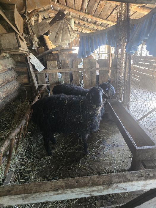 Продам  баран. Рядом с городам