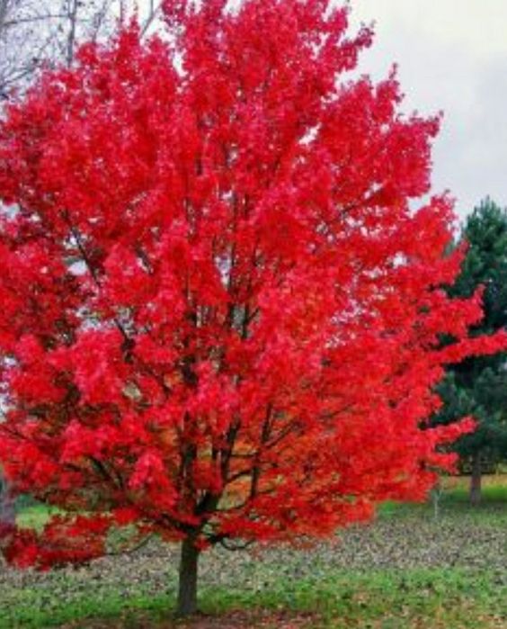 Stejar Rosu American