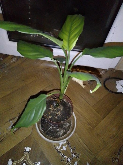 Спатифилум на три години