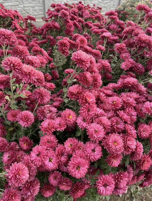 Хризантемы уличные растения