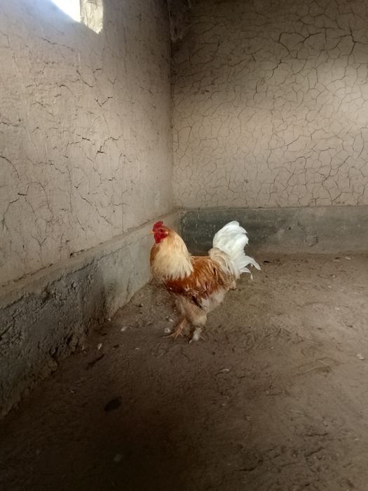 Әтеш,жасқа толмаған 8-9 айлық