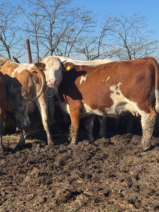 Vând vaci bălțate și holstain