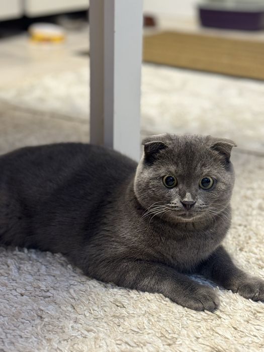 Ищем невесту для вязки