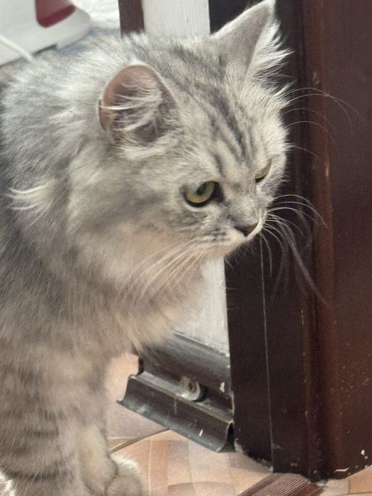 Длинношерстная британская кошка
