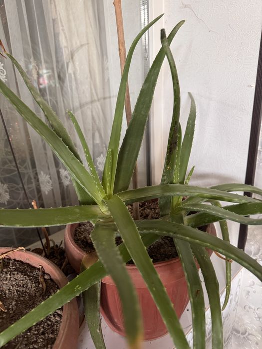 Алоэ ,цена договорная