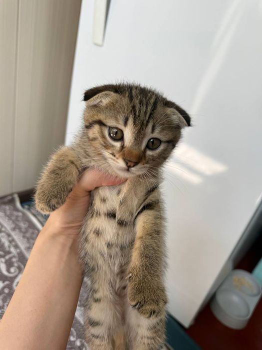 Продается Шотландская Вислоухая Кошка