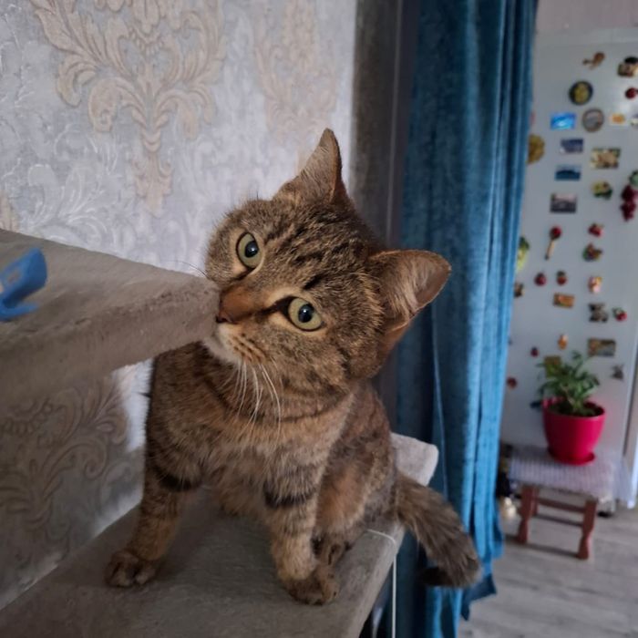 Отдам кошку в хорошие руки