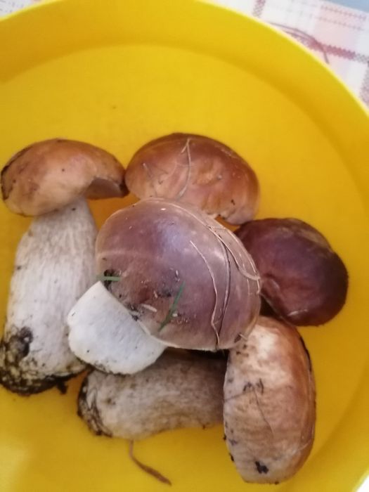 Hribi uscați (pitoance, mânătărci, bureți, ciuperci) - naturali, aromă