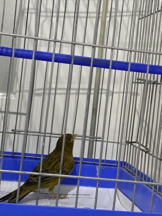 Канарейка самец (нар)