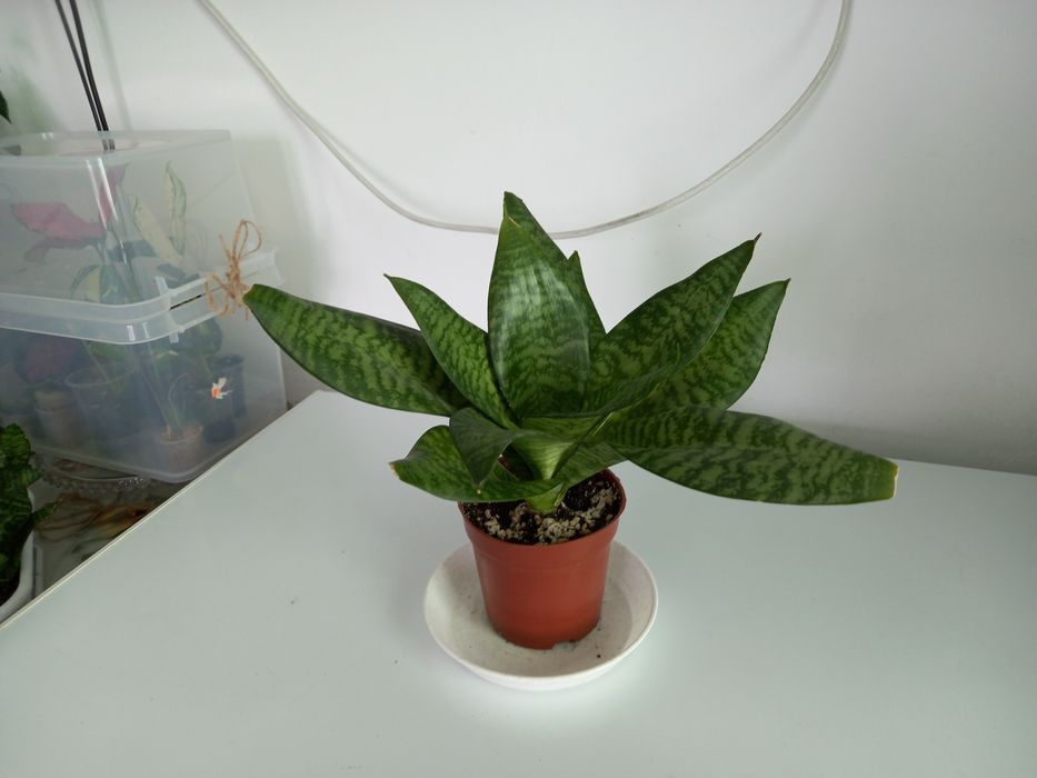 Комнатные цветы от 1000тг