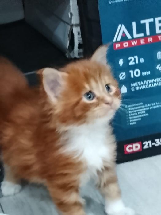 Котята мейн куна