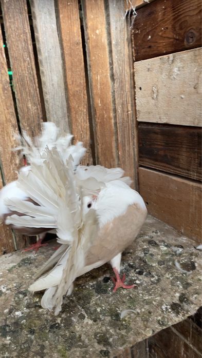 Vand voltati capaciti si gusati de pomerania