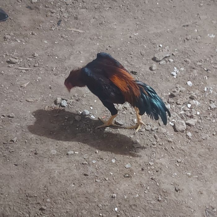 Майски джужа Корейц  хинт