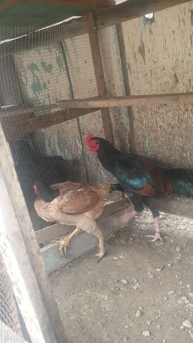 Bobo xo'roz va tovuq sotiladi