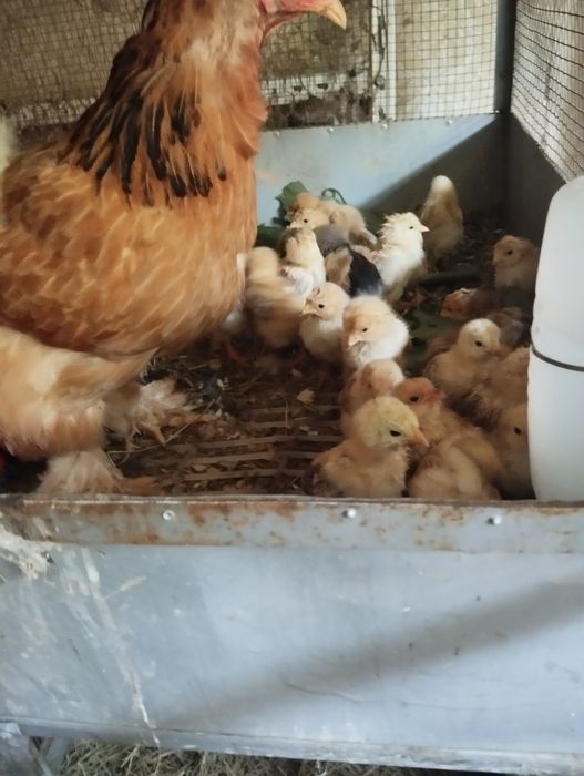 Cloșca cu pui de rasă
