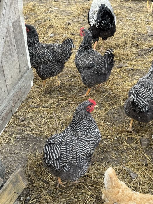Oua proaspete de casă