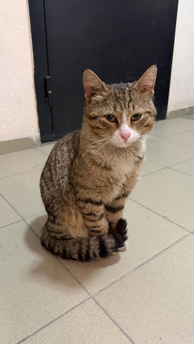 Отдадим кота в хорошие руки