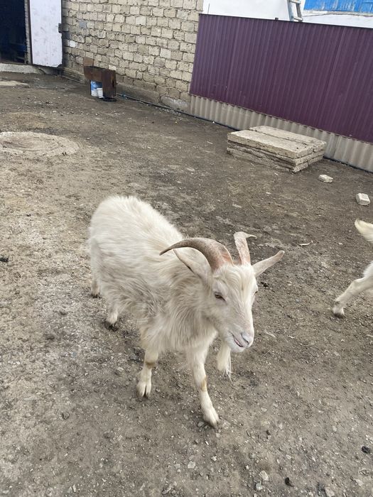 Продам заненскую козёл
