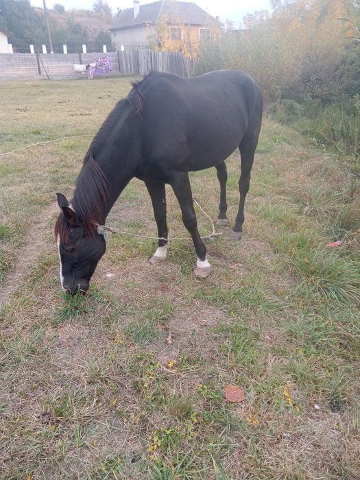 Vând cal de căruță urgent