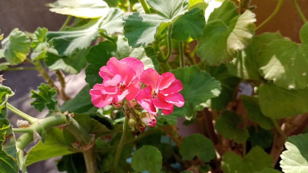 Muscata roz cu inflorescenta