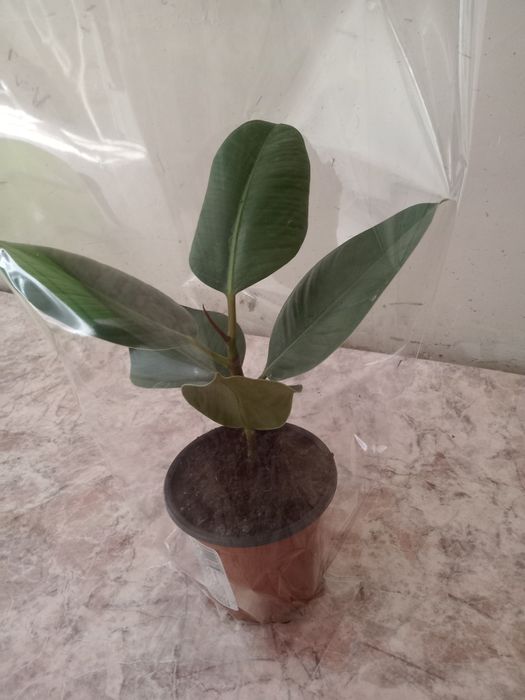 Продам молодой фикус 3000 тг. Колеус 800тг