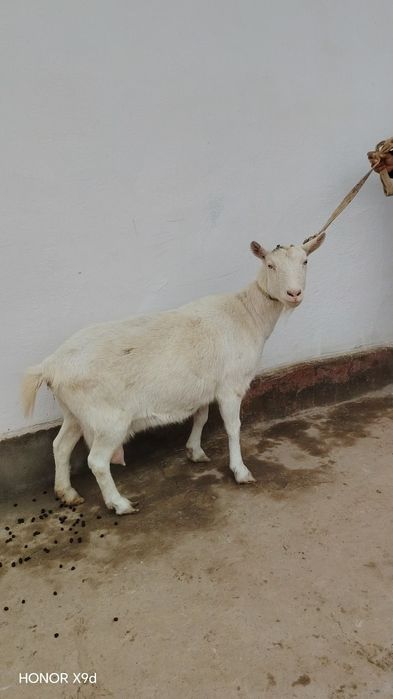 Zanen echkilar sotiladi