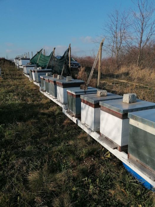 Lăzi(stupi) albine verticale