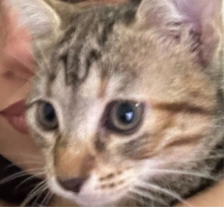 Търси се любящ дом за гальовна котка Зевс