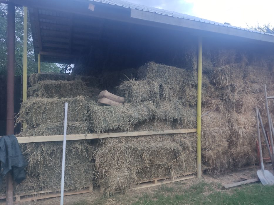 Baloți lucerna dreptunghiulari